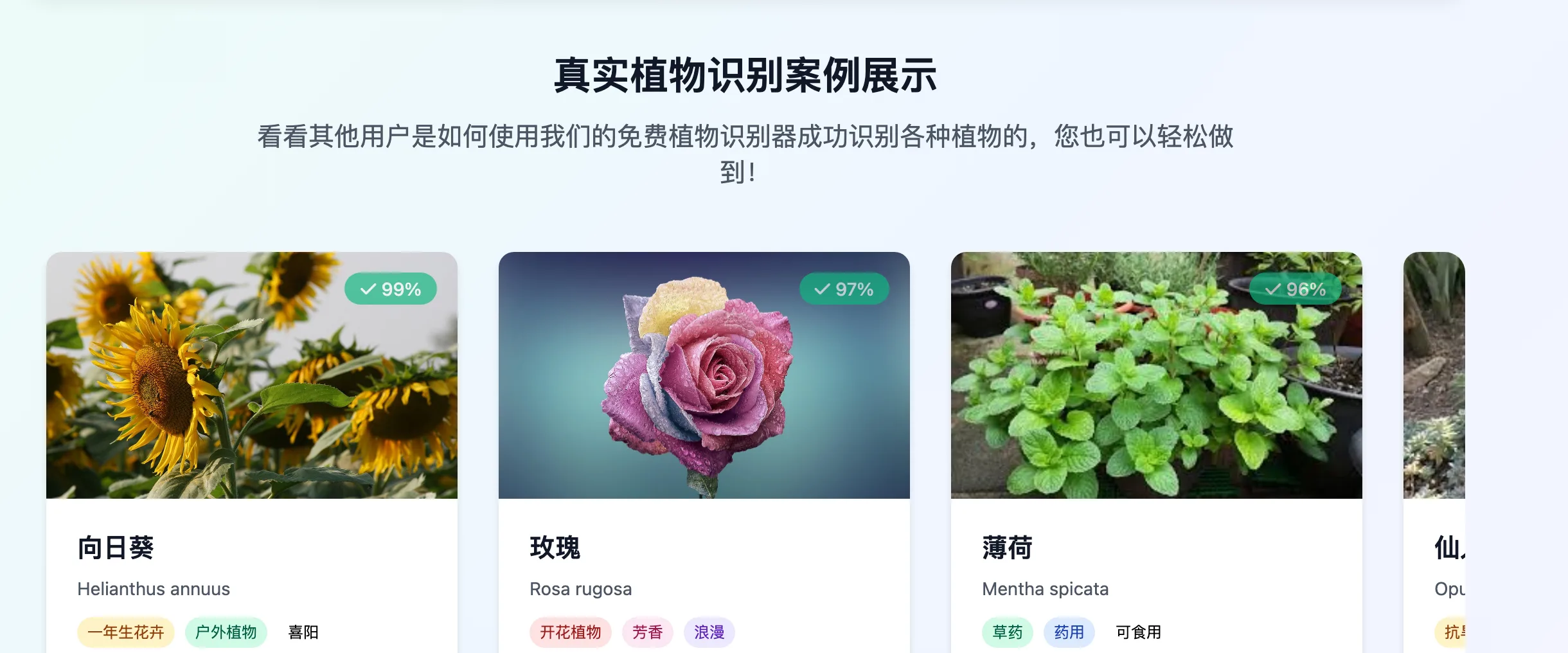 Plant App Identifier 簡體中文版的真實植物識別案例展示區，向日葵、玫瑰、薄荷等案例卡各附 99%、97%、96% 的固定信心度